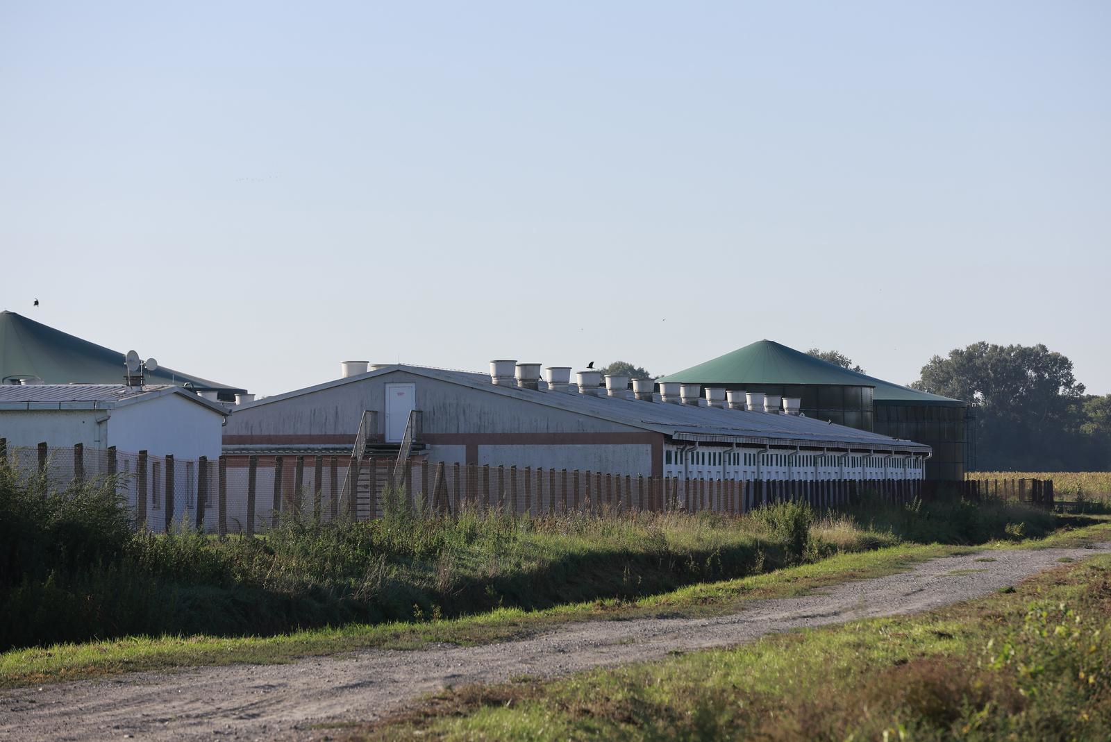 Vraćaju se svinje na farmu Sokolovac