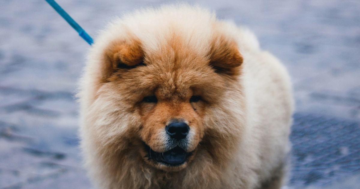 Neodoljivi pogledi: Sedam pasmina pasa s najslađim licima