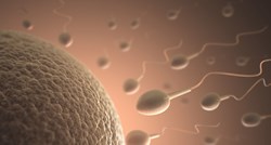 Znanstvenici otkrili zašto je jajna stanica toliko veća od spermija