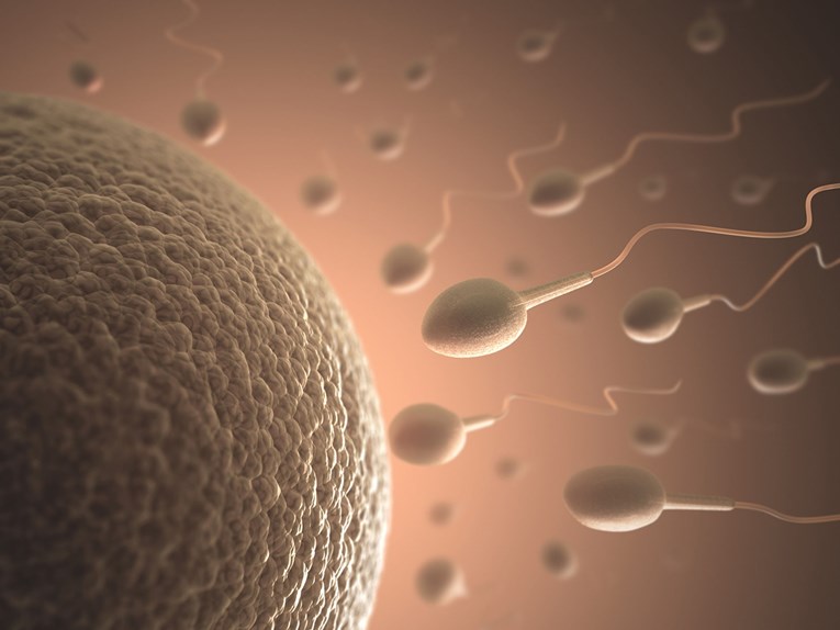 Otkriveno zašto je jajna stanica golema u usporedbi sa spermijima