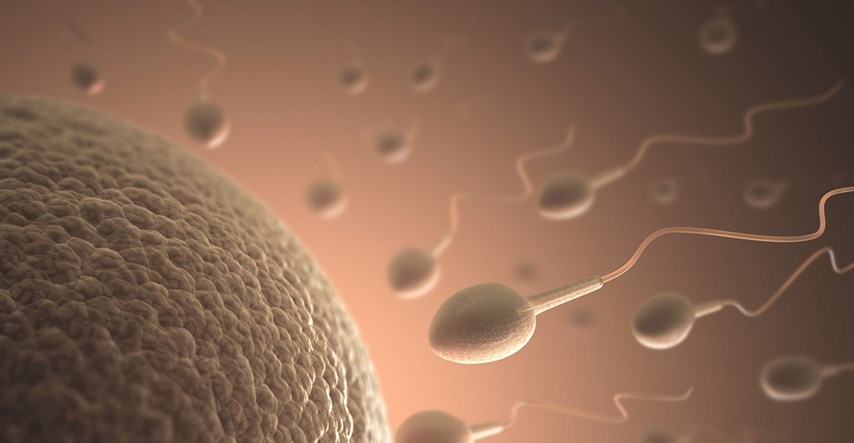 Znanstvenici otkrili zašto je jajna stanica toliko veća od spermija