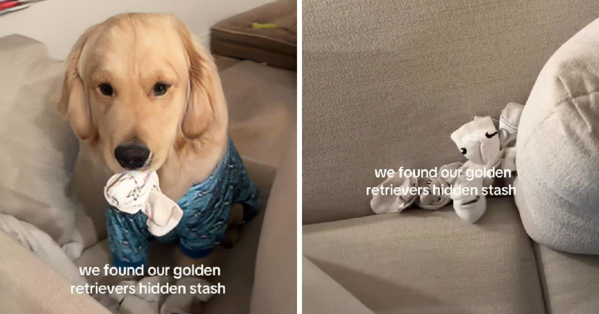 Vlasnici pronašli "skrivenu zalihu" čarapa svojeg zlatnog retrivera 😅
