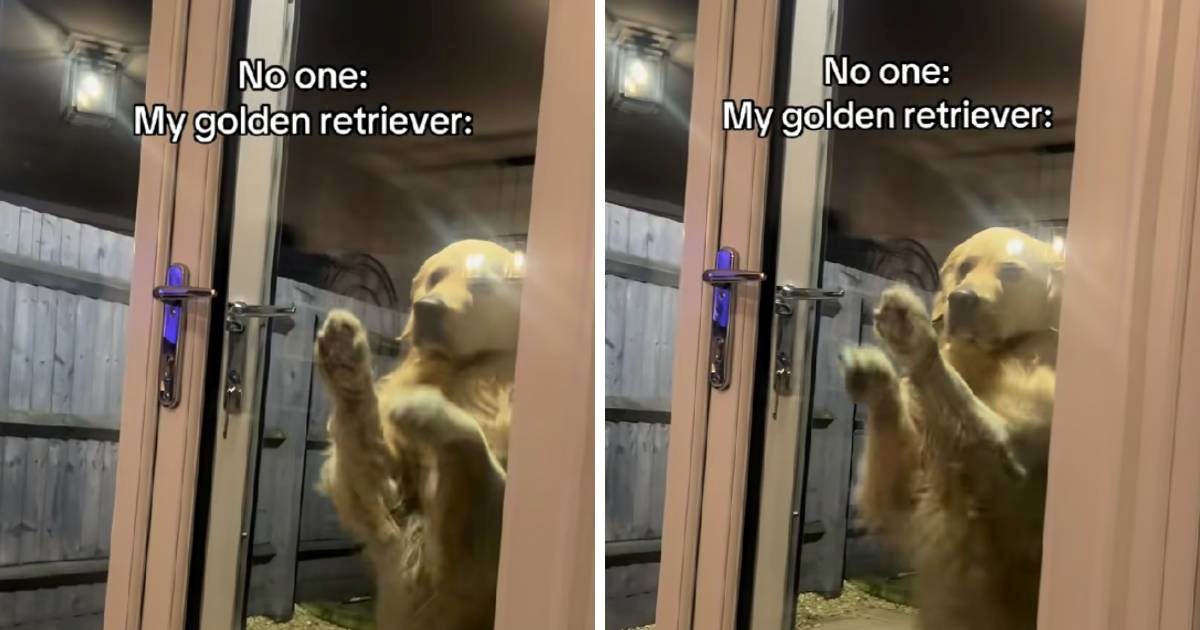 "Kao ljudi nedjeljom kad je dućan zatvoren": Retriver nasmijao ljude na TikToku