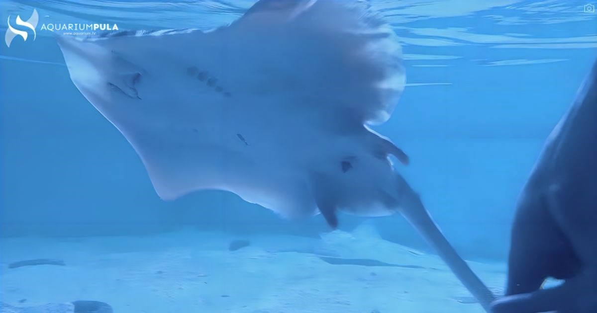 Život ispod valova: Aquarium Pula snimio ražu kako polaže jaja