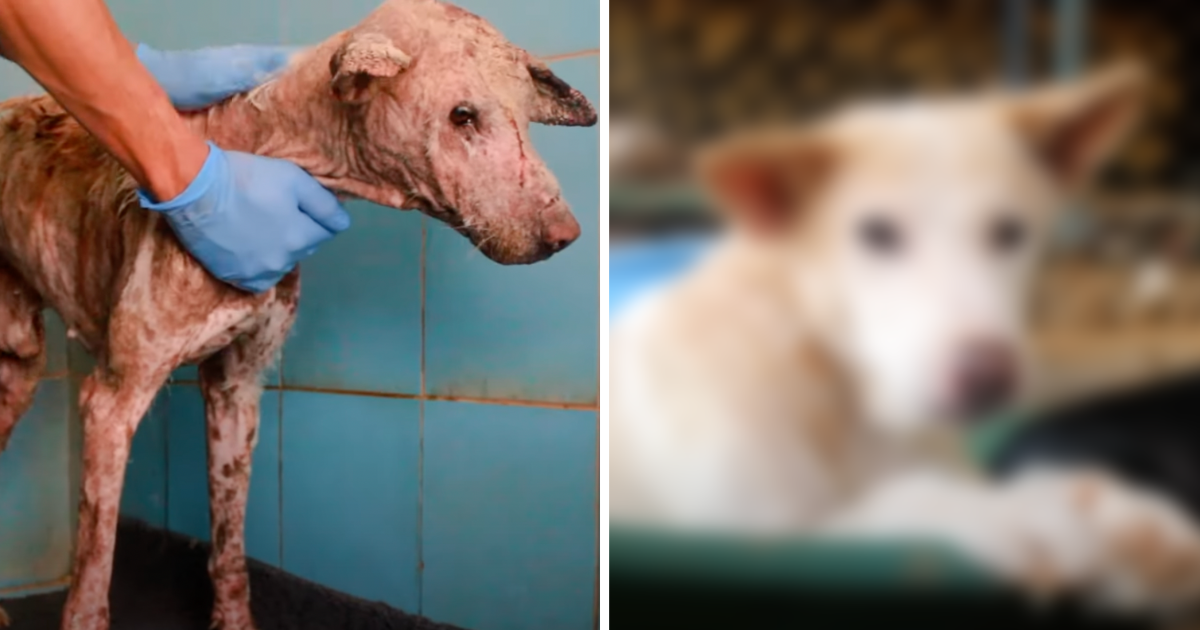 Ljudi su se užasnuli izgledom ovog psa kad su ga pronašli. Danas je neprepoznatljiv