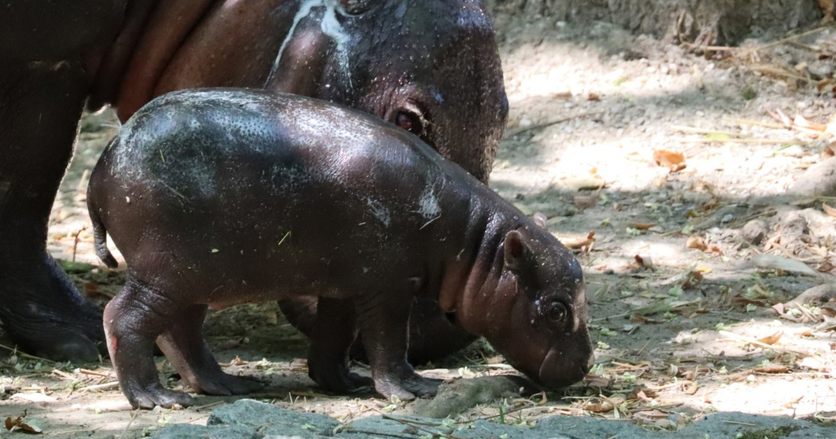 Raste poput gljive poslije kiše: ZOO Zagreb ima novu preslatku prinovu