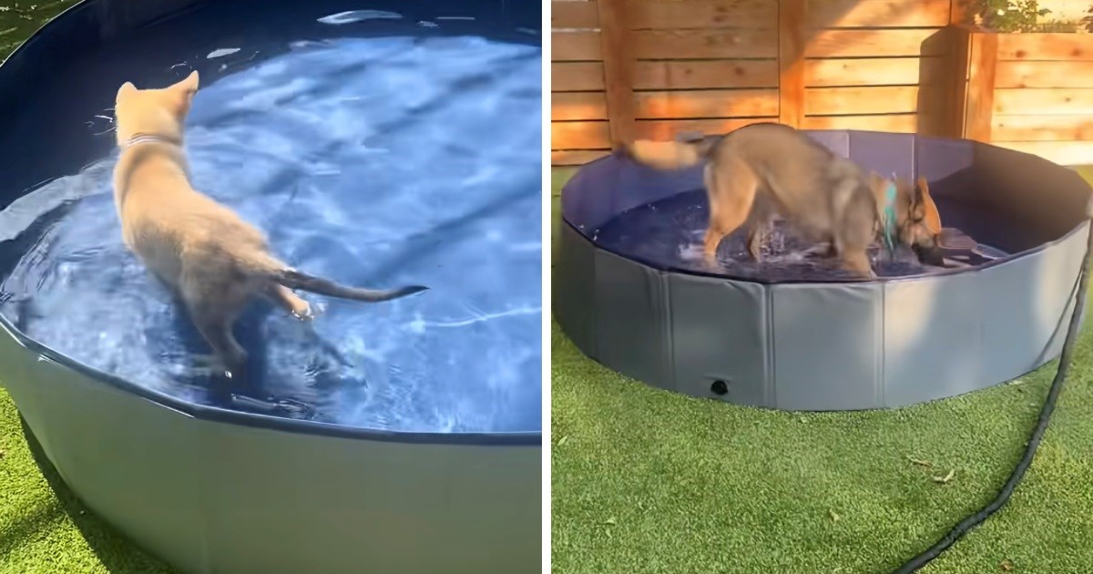 Vlasnici psima kupili bazen, njihove različite reakcije nasmijale su mnoge