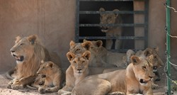 Rezervat s lavovima u Sudanu upozorava da zbog sukoba nemaju struje i hrane