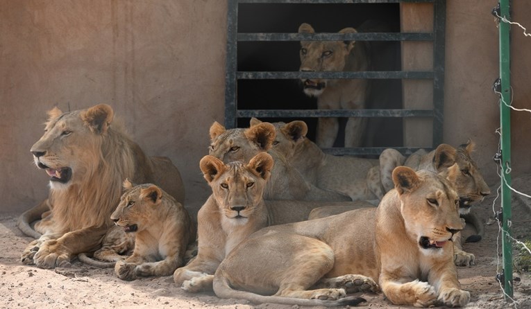 Rezervat s lavovima u Sudanu upozorava da zbog sukoba nemaju struje i hrane
