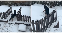 VIDEO Pas prvi put ugledao snijeg, njegova reakcija je sve