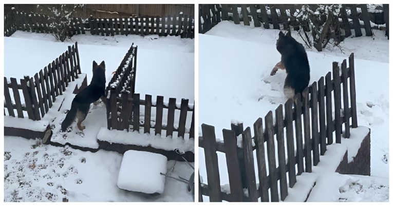 VIDEO Pas prvi put ugledao snijeg, njegova reakcija je sve