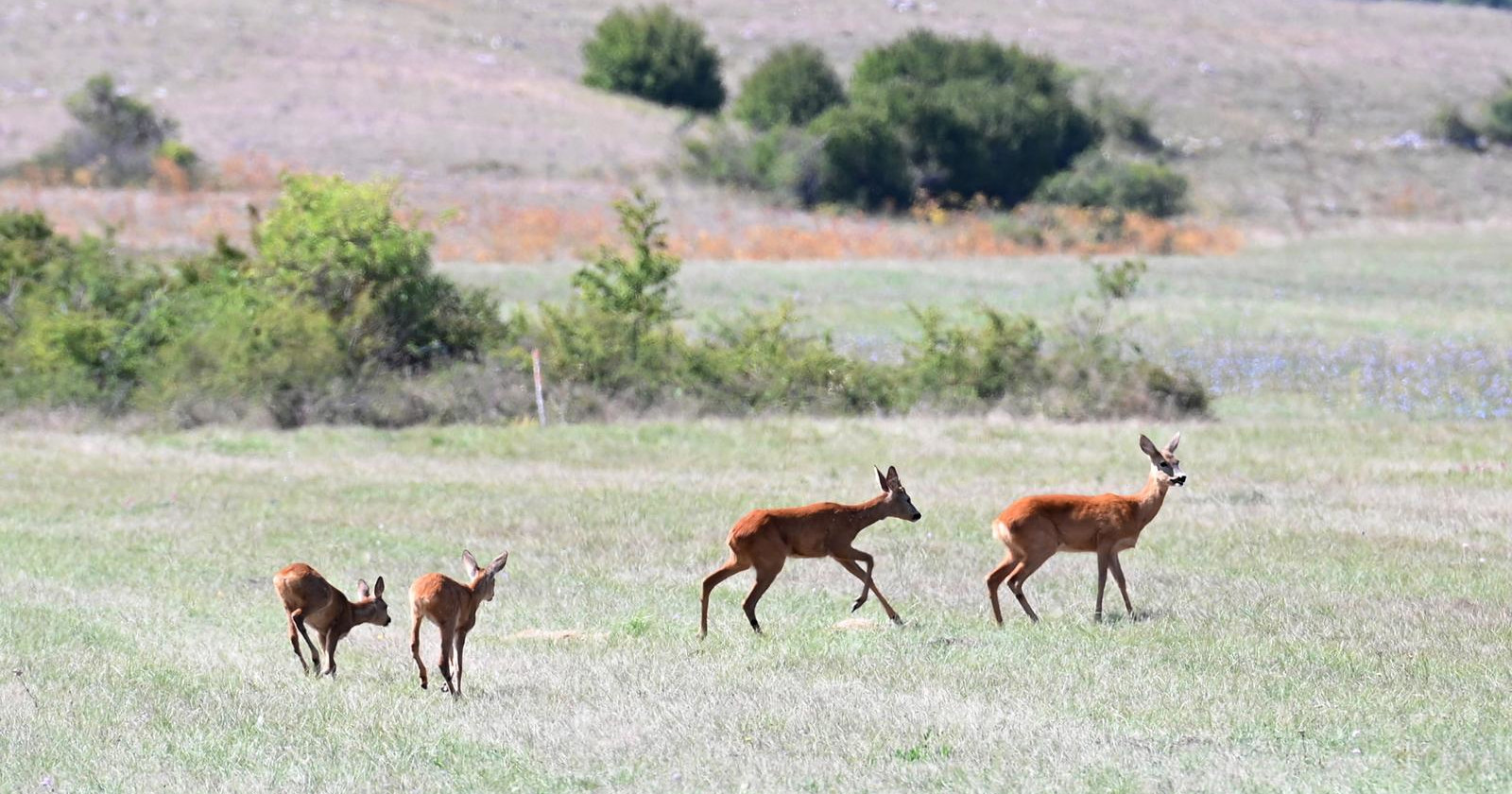 Udruga: Ministarstvo želi legalizirati dio krivolova