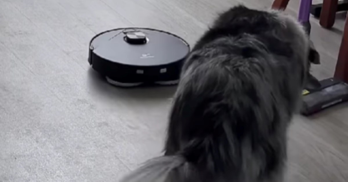 Pastirski pas misli da "tjera" robotski usisavač na punjenje, video je presladak