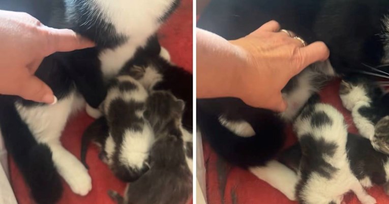 Mačka dodala neočekivanog uljeza u leglo mačića