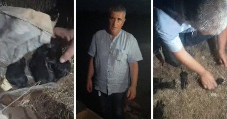 VIDEO Bulj spasio psiće: Ovo je za proplakat', netko ih je bacio u kontejner