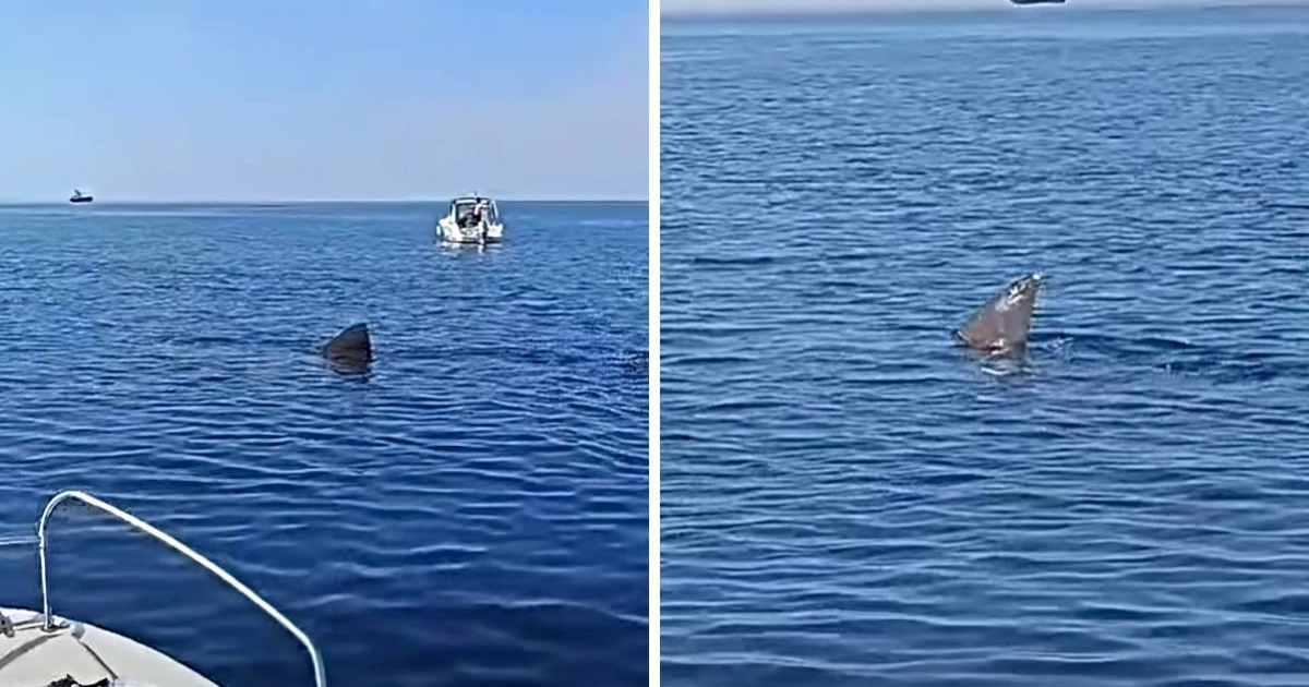 VIDEO Golema psina snimljena uz brodice u Istri