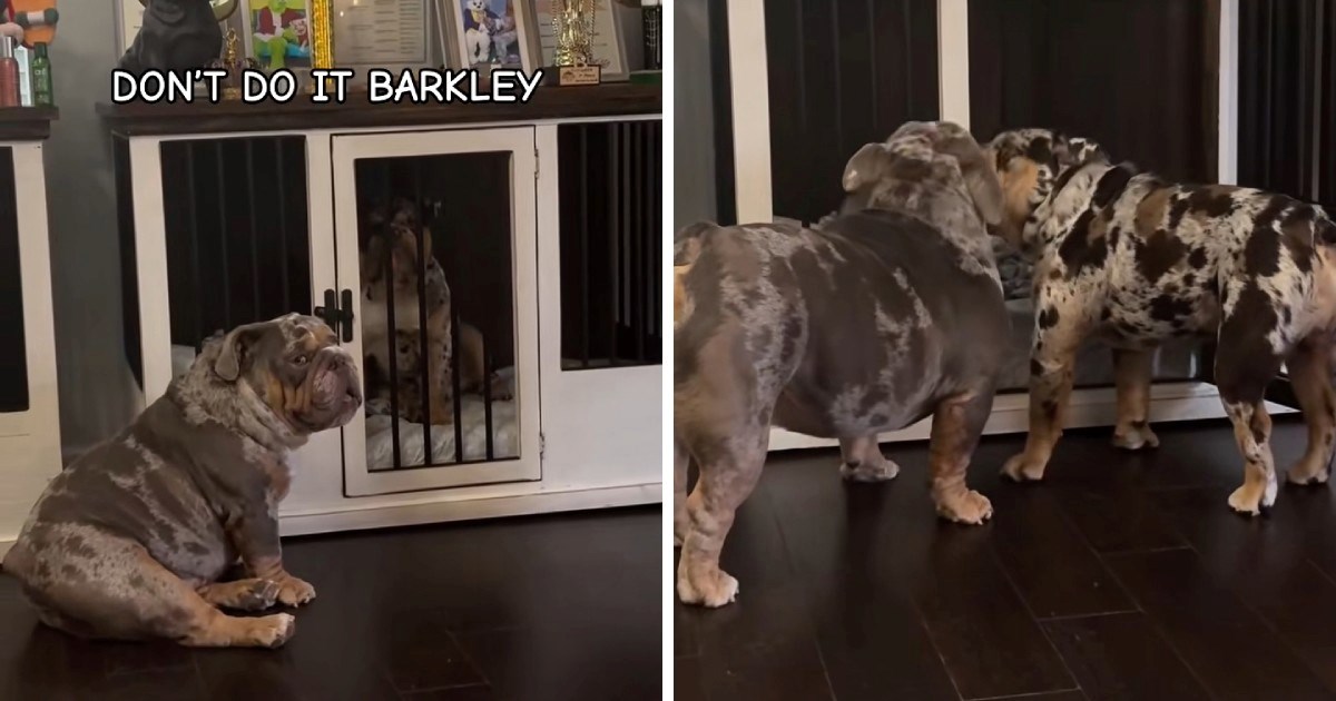 Zakon braće: Buldog oslobodio brata iz "zatvora" unatoč upozorenju vlasnice