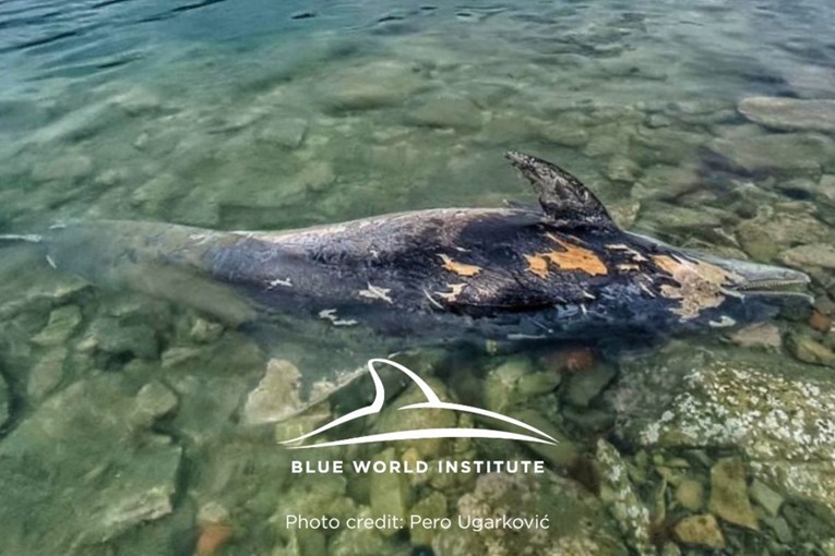 Tužan kraj dupinke Skaline iz rijeke Jadro: Uginula nakon smrti mladunčeta