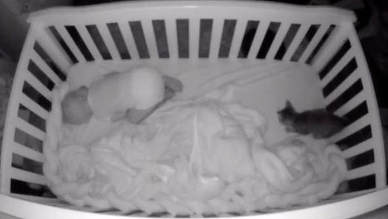 Baby monitor aktivirao se usred noći i zabilježio preslatku interakciju mačke i bebe