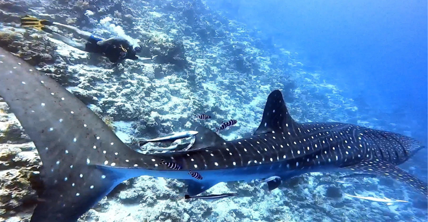 VIDEO Hrvat u Egiptu plivao s najvećim morskim psom: "Bio sam izbezumljen"