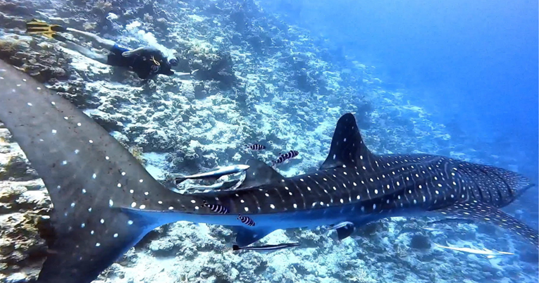 VIDEO Hrvat u Egiptu plivao s najvećim morskim psom: "Bio sam izbezumljen"