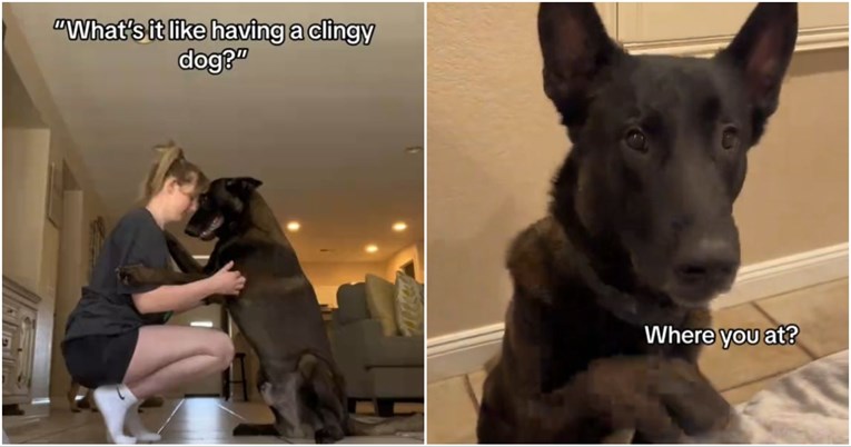 VIDEO Vlasnica pokazala kako je imati psa željnog pažnje: "Nikad sama"