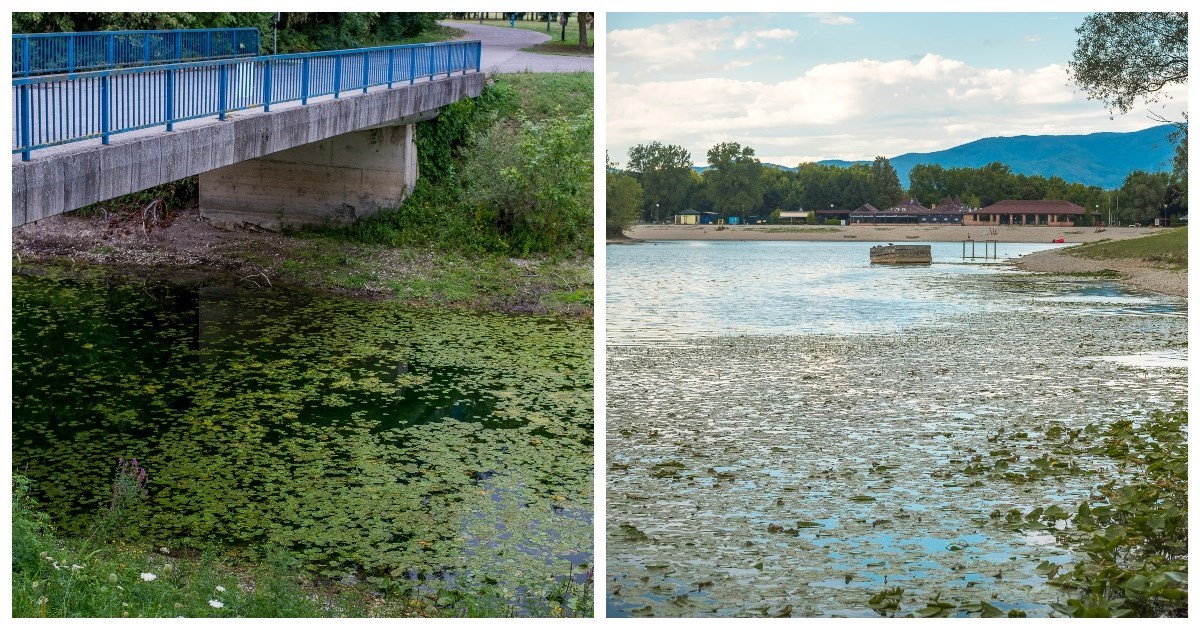 FOTO Jarun je trenutno pun lopoča i mulja, jedva se vidi površina jezera