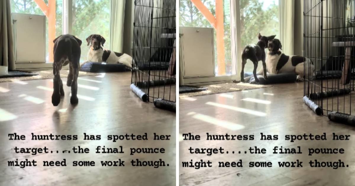 VIDEO Kujica se pokušala prišuljati psu, njezin nespretni napad je hit