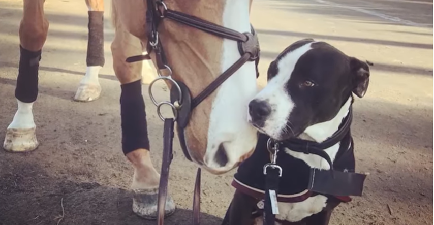 Ovaj pas misli da je konj, njegovo ponašanje oduševilo je cijeli svijet