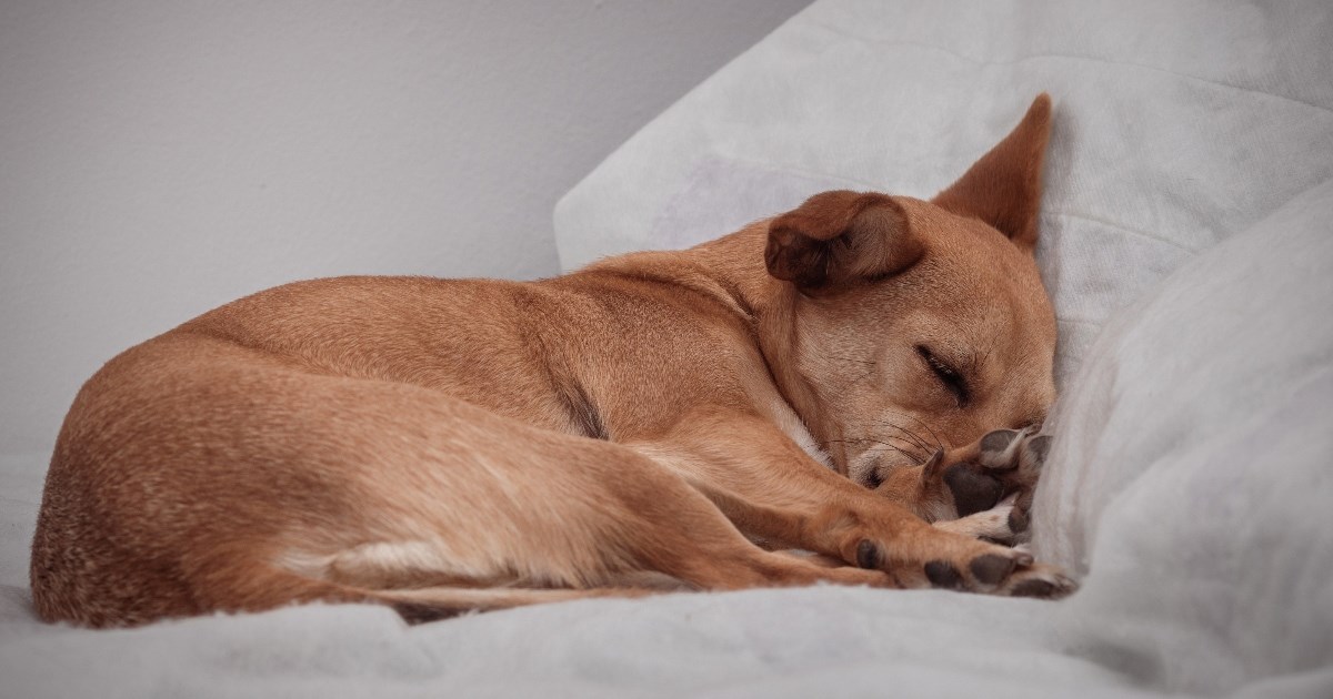 Pas kopa po dekama i pravi gnijezdo? Veterinari otkrivaju što to znači