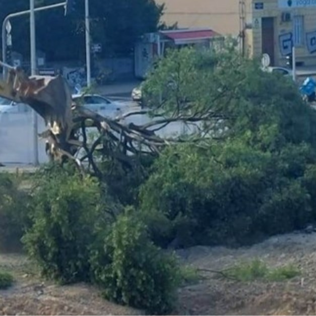 Splićani o rušenju jednog od najstarijih stabala: "Jako tužno, nisam mogla gledati"