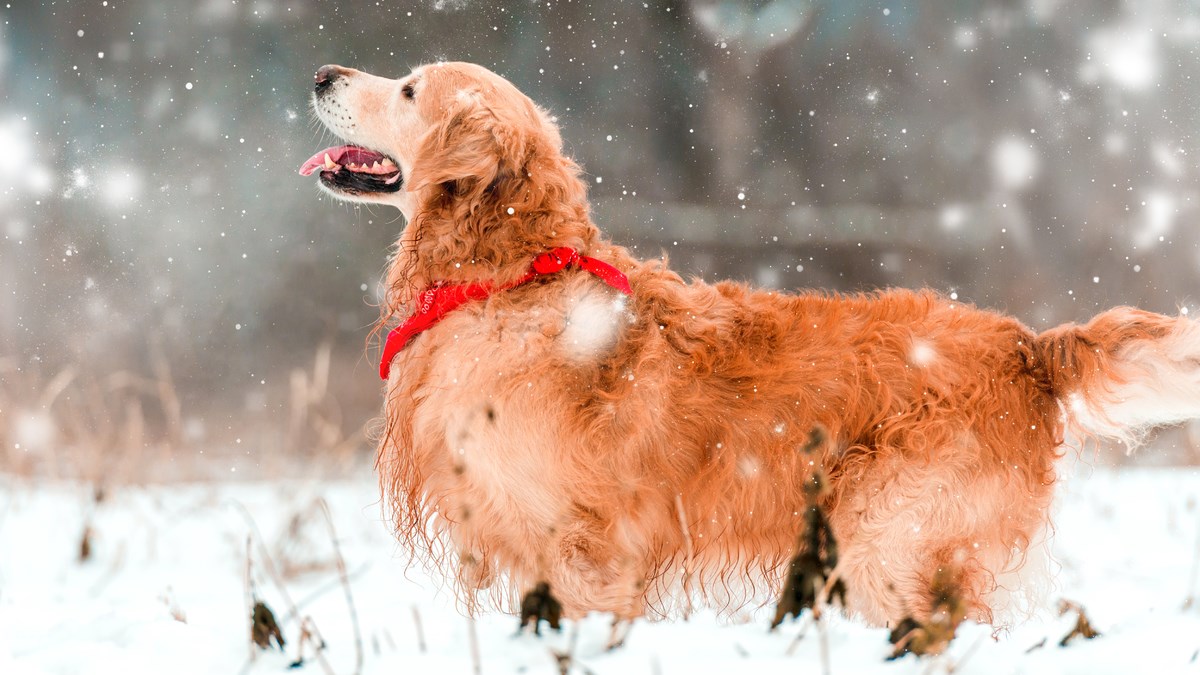 Kada pogledate ovaj video, shvatit ćete zašto ljudi obožavaju retrivere
