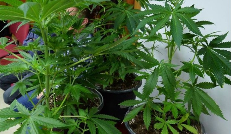 U zagrebačkoj Dubravi 44-godišnjaku doma pronašli laboratorij za uzgoj marihuane