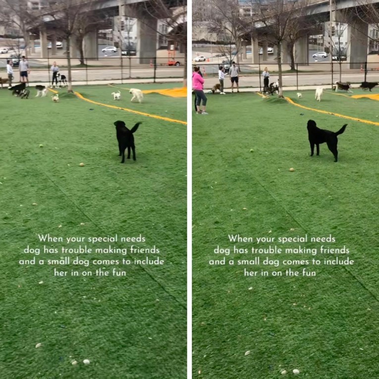 Maddie je čekala da se netko u parku želi igrati s njom. Samo jedan pas joj je prišao