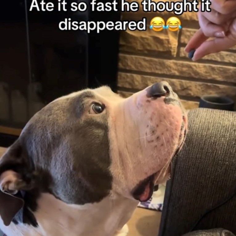 Zbunjena reakcija psa nakon što je pojeo borovnicu postala je viralni hit