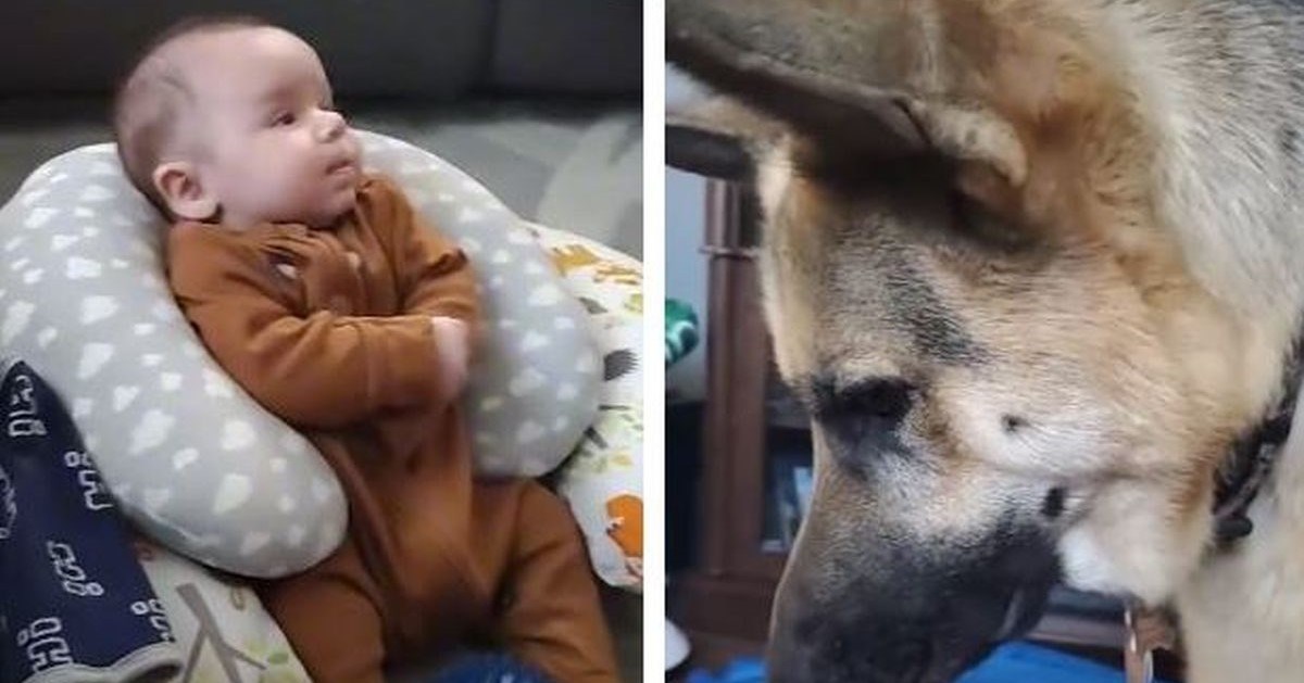 VIDEO Njemački ovčar nije mogao shvatiti zašto mu beba ne želi dobaciti lopticu