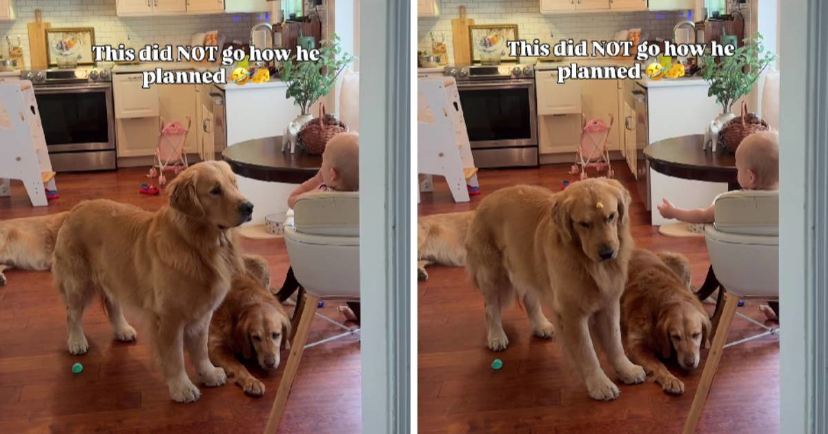 Zlatni retriver pokušao ukrasti hranu bebi, video je hit 😂