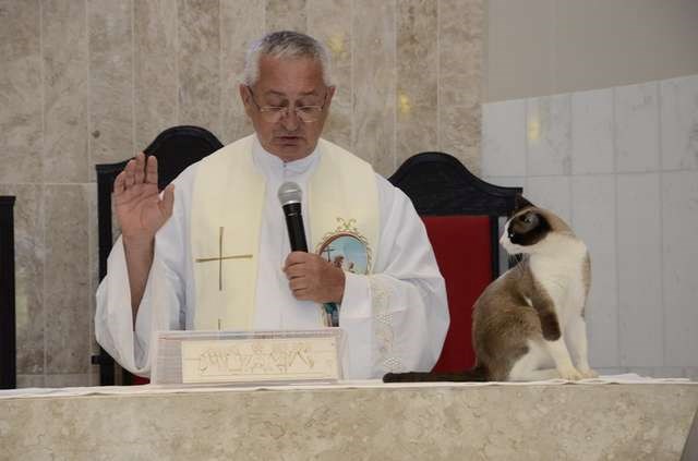 Udomljena maca skočila na oltar usred mise, ljude začudila reakcija svećenika