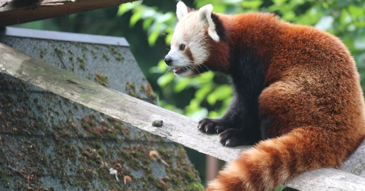 Zoološki vrt Grada Zagreba u subotu obilježava Dan crvenog pande