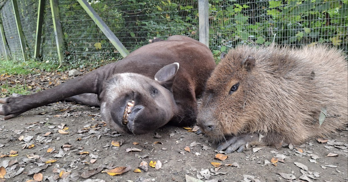 Kapibara i tapir bili su nerazdvojni frendovi 10 godina. Uspavali su ih zajedno