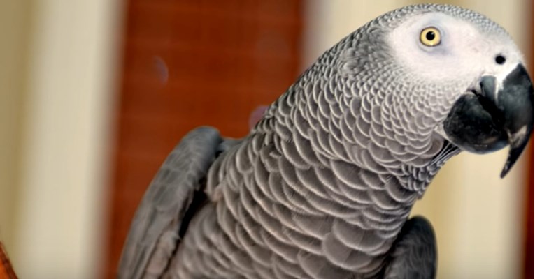 Britanski papagaj došao doma nakon četiri godine i propričao na španjolskom
