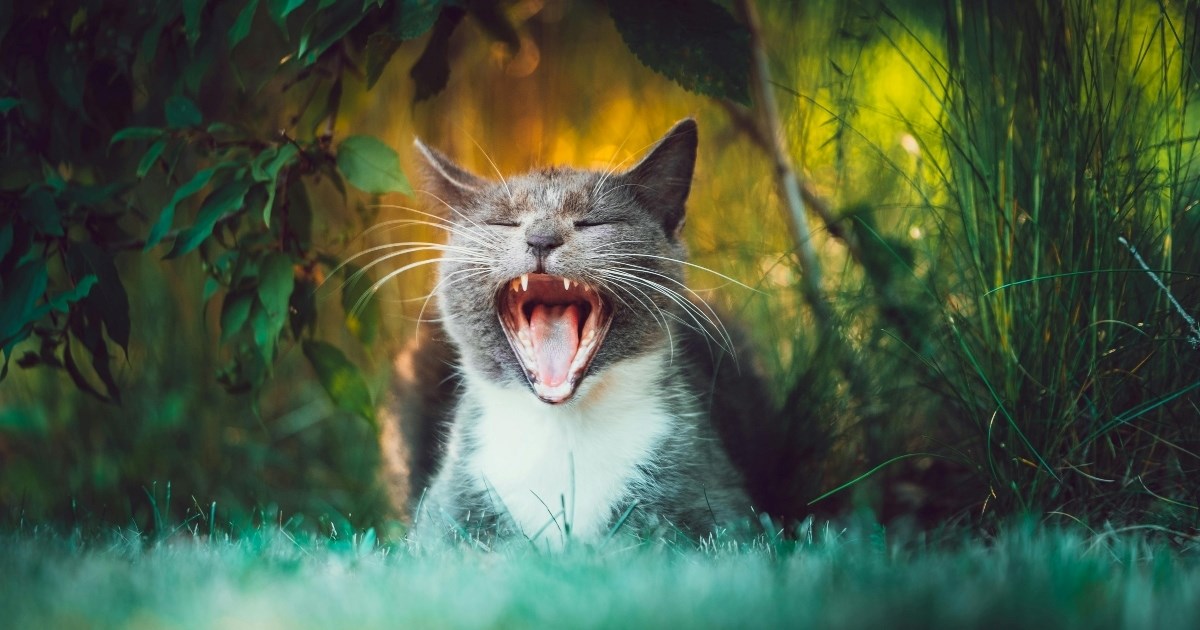 Evo kojim ponašanjima mačke dokazuju da su nekada bile divlje životinje
