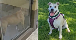 VIDEO Pas je stalno plakao u skloništu, pogledajte njegov osmijeh nakon udomljenja