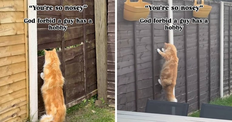 Mačak je postao viralan jer je opsjednut susjedom, pogledajte kako je špijunira