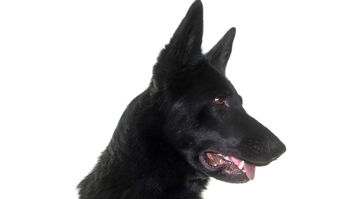 Udomili su je i nakon godina dana im je dosadila! Traži novi dom