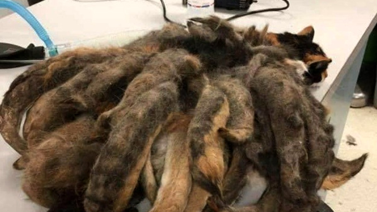 Sirotoj mački se dlaka toliko zapetljala da je izgledala kao čudovište