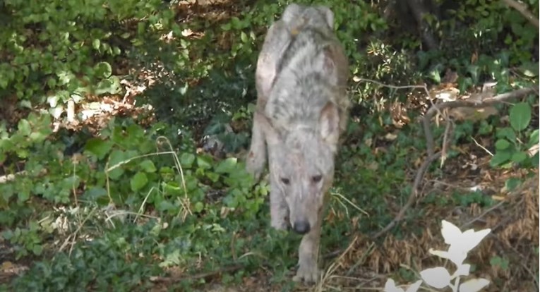 VIDEO Kod Sinja snimljen vuk: "Žalosno ga je vidjeti, jedva hoda"