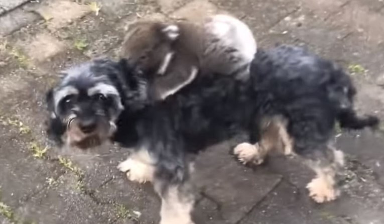 Preslatka snimka: Koala pala s drveta i zajahala psa kojeg je zamijenila za mamu