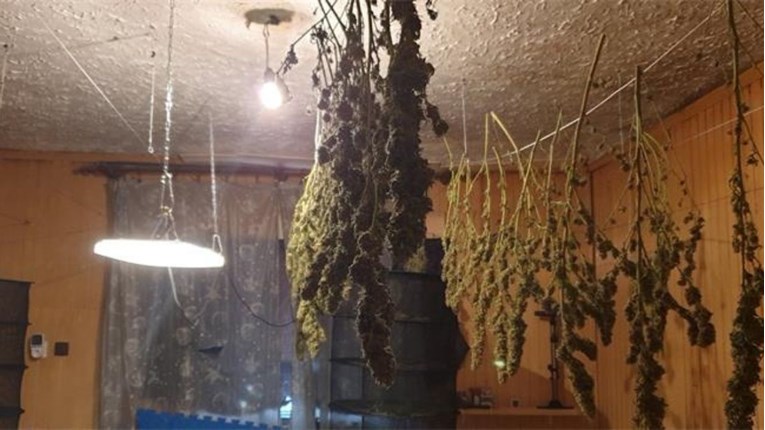 FOTO Osječanin u improviziranom laboratoriju uzgajao marihuanu