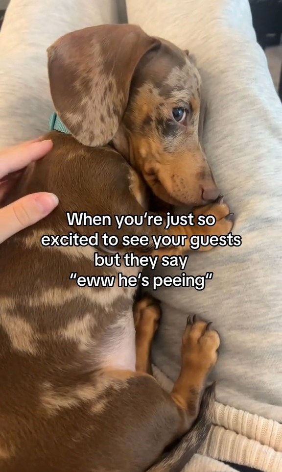 Minijaturnog jazavčara je sram jer se pomokrio od uzbuđenja, video topi srca